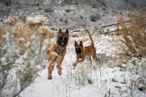 off leash dog training Colorado